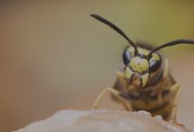 Pest Control in Chelmsford: Expert Strategies for Wasp Removal