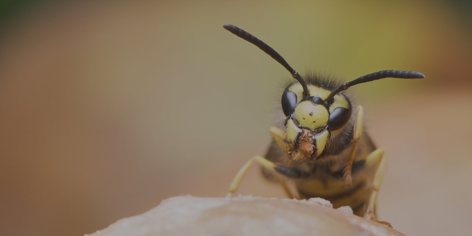 Pest Control in Chelmsford: Expert Strategies for Wasp Removal